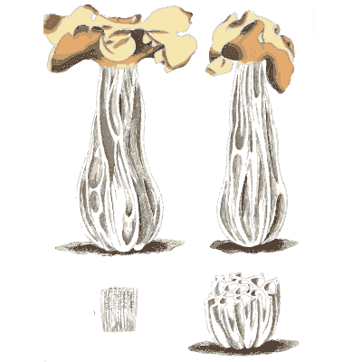Lobed saddle fungi - Scottish Cryptogamic Flora, Volume 5 - 1828