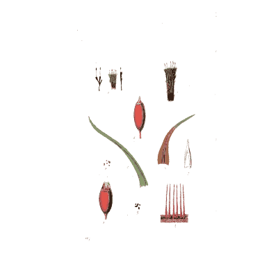 Small red moss capsules and leaves - Scottish Cryptogamic Flora, Volume 5 - 1828