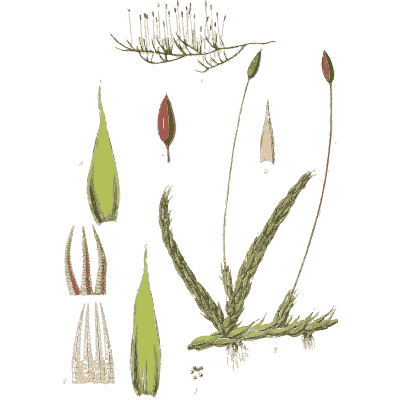 Moss tufts with long-stalked capsules - Scottish Cryptogamic Flora, Volume 5 - 1828