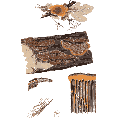 Orange fungus on a split log - Scottish Cryptogamic Flora, Volume 5 - 1828