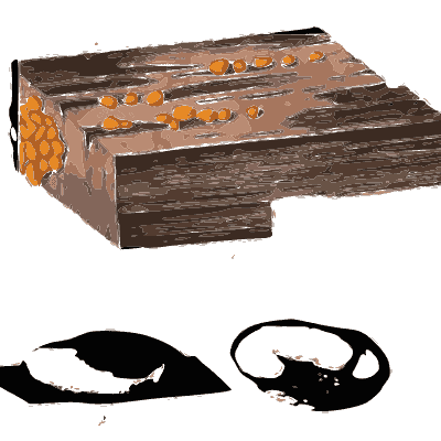 Orange fungus on cut timber - Scottish Cryptogamic Flora, Volume 5 - 1828