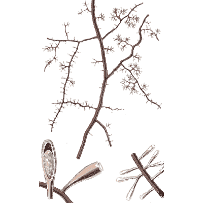 Pale fungus on a bare twig - Scottish Cryptogamic Flora, Volume 5 - 1828
