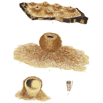 Yellow crust and hairy ball fungus - Scottish Cryptogamic Flora, Volume 5 - 1828