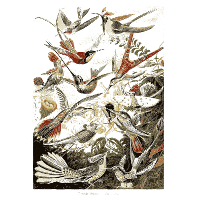 Hummingbirds in flight - Kunstformen der Natur, Part 2 - 1904