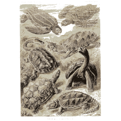 Sea turtles and tortoises - Kunstformen der Natur, Part 2 - 1904