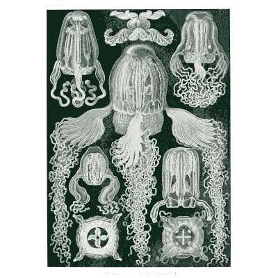 Box jellyfish - Kunstformen der Natur, Part 2 - 1904
