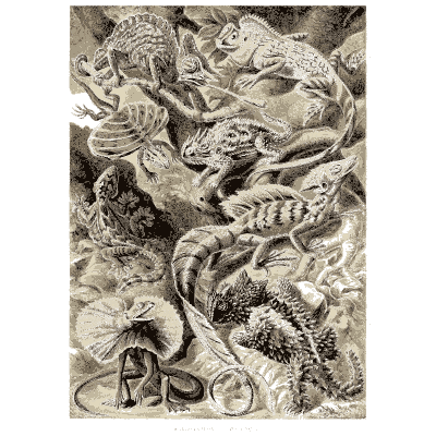 Lizards and frogs - Kunstformen der Natur, Part 2 - 1904