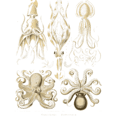 Squid and octopus - Kunstformen der Natur, Part 2 - 1904