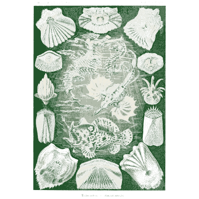 Scallop shells - Kunstformen der Natur, Part 2 - 1904