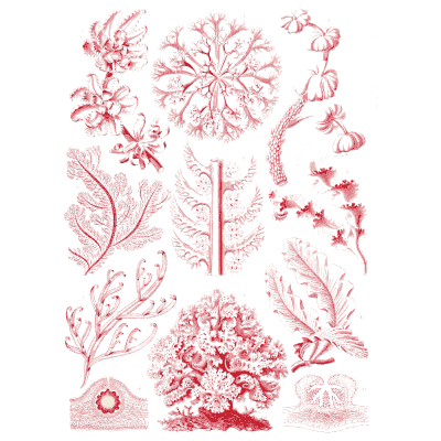 Red seaweeds - Kunstformen der Natur, Part 2 - 1904