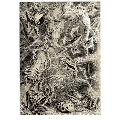 Crustaceans among weed - Kunstformen der Natur, Part 2 - 1904