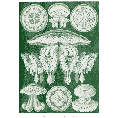Jellyfish and their bells - Kunstformen der Natur, Part 2 - 1904