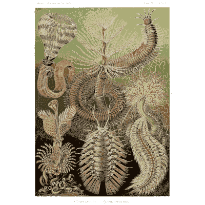 Feather-crowned tube worms - Kunstformen der Natur, Part 2 - 1904