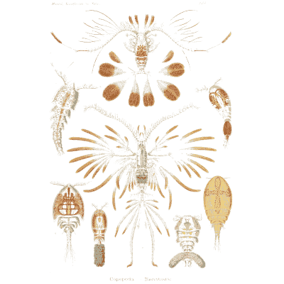 Copepods and water fleas - Kunstformen der Natur, Part 2 - 1904