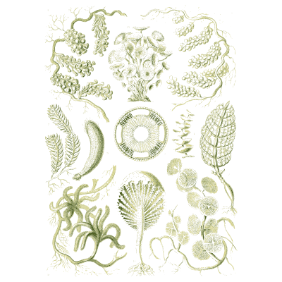 Brown seaweeds - Kunstformen der Natur, Part 2 - 1904