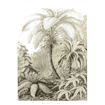 Tree ferns - Kunstformen der Natur, Part 2 - 1904