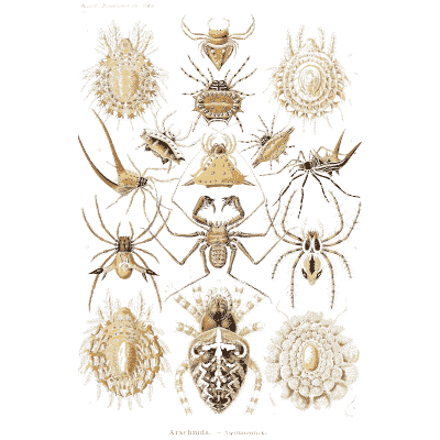 Spiders and mites - Kunstformen der Natur, Part 2 - 1904