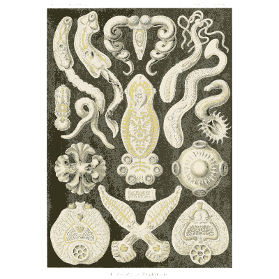 Sea cucumbers - Kunstformen der Natur, Part 2 - 1904