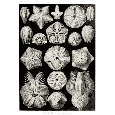 Sea urchins and starfish - Kunstformen der Natur, Part 2 - 1904