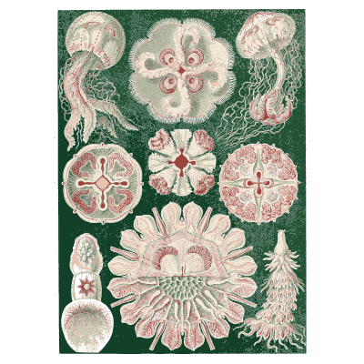 Disc jellyfish - Kunstformen der Natur, Part 2 - 1904
