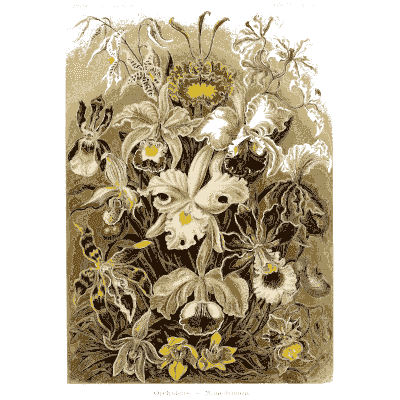 Orchids - Kunstformen der Natur, Part 2 - 1904