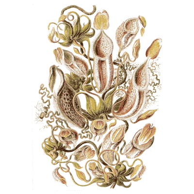 Pitcher plants - Kunstformen der Natur, Part 2 - 1904