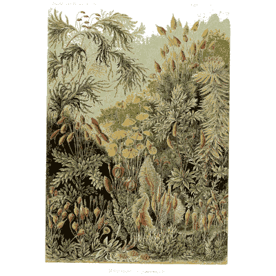 Mosses - Kunstformen der Natur, Part 2 - 1904