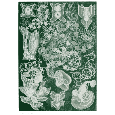 Goblet-shaped colonial animals - Kunstformen der Natur, Part 2 - 1904