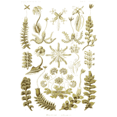 Star-shaped algae and sprigs - Kunstformen der Natur, Part 2 - 1904