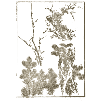 Plum branch and pine sprays - Hokusai Manga, Volume 2 - 1868