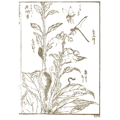 Flowering plant with insects - Hokusai Manga, Volume 2 - 1868