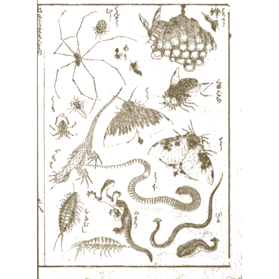 Insects, spiders and snakes - Hokusai Manga, Volume 2 - 1868