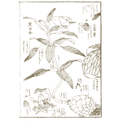 Lily and plant studies with tortoise - Hokusai Manga, Volume 8 - 1868