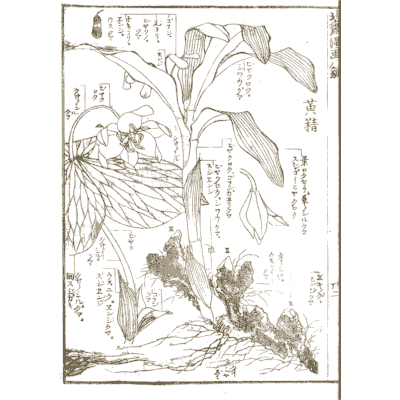 Plant studies - Hokusai Manga, Volume 8 - 1868