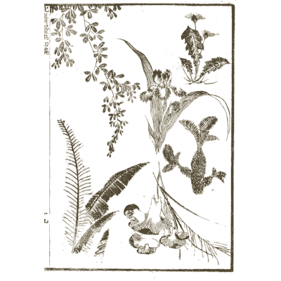 Flowering plants and fern - Hokusai Manga, Volume 1 - 1868