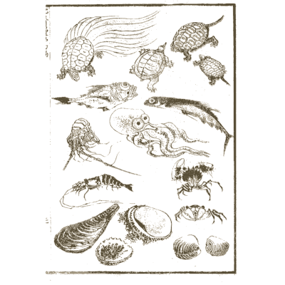 Turtles, fish and shellfish - Hokusai Manga, Volume 1 - 1868