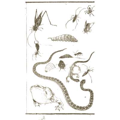Insects, snake, frog and lizard - Hokusai Manga, Volume 1 - 1868