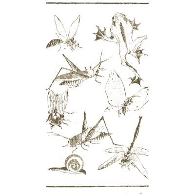 Grasshoppers, dragonfly and snail - Hokusai Manga, Volume 1 - 1868