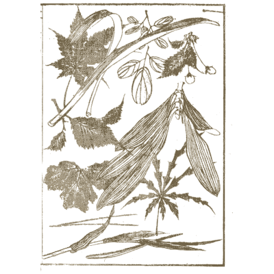 Maple, hemp and bamboo leaves - Hokusai Manga, Volume 3 - 1868