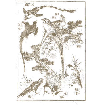Pheasants and birds in a pine - Hokusai Manga, Volume 3 - 1868