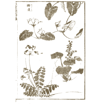 Morning glory, violet and flowering plants - Hokusai Manga, Volume 4 - 1868