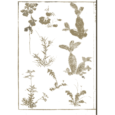 Cacti, thistles and weeds - Hokusai Manga, Volume 4 - 1868