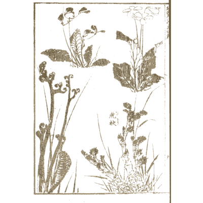 Ferns, bracken and plants - Hokusai Manga, Volume 4 - 1868