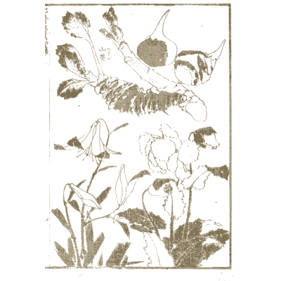 Lotus, arum lily and leaves - Hokusai Manga, Volume 4 - 1868