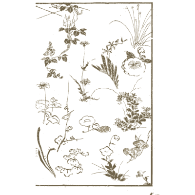 Wildflower studies - Hokusai Manga, Volume 13 - 1868