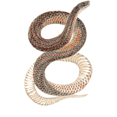 Banded snake coiled in a double loop - North American Herpetology, Volume 1 - 1836