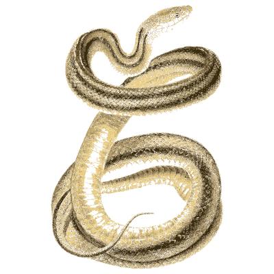 Slender pale snake - North American Herpetology, Volume 1 - 1836