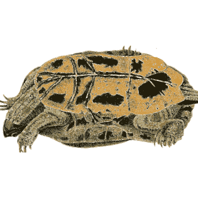 Turtle with a patterned domed shell - North American Herpetology, Volume 1 - 1836