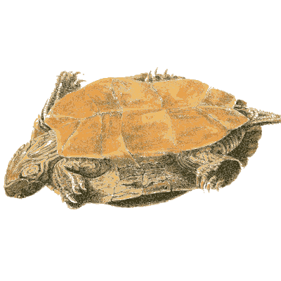 Turtle with a smooth orange shell - North American Herpetology, Volume 1 - 1836
