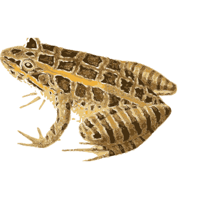 Frog with squarish blotches - North American Herpetology, Volume 1 - 1836